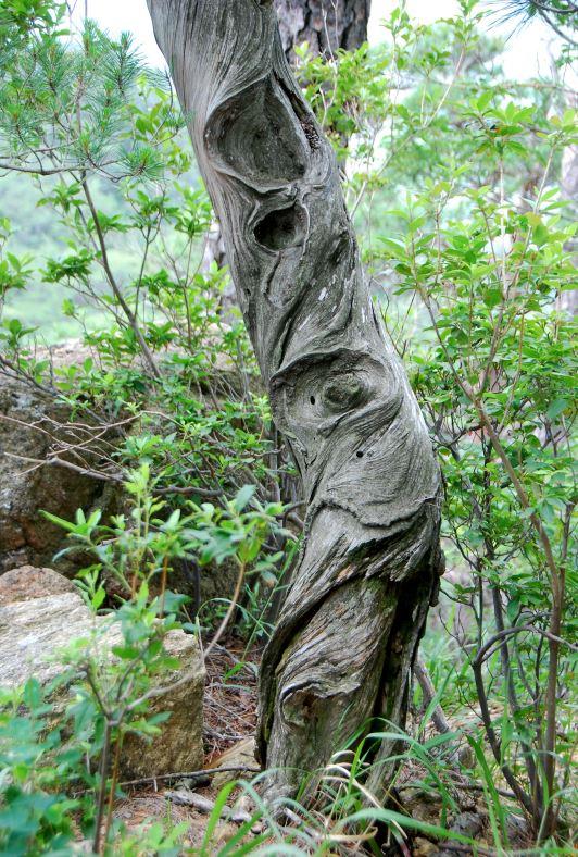 ▲ 고사목이 빚어낸 고도의 예술 조각품.ⓒ진경수 山 애호가
