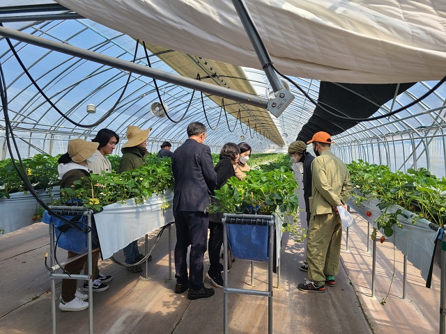 ▲ ‘농촌에서 살아보기’ 프로그램 참가자들이 딸기농가 체험을 하고 있다.ⓒ봉화군