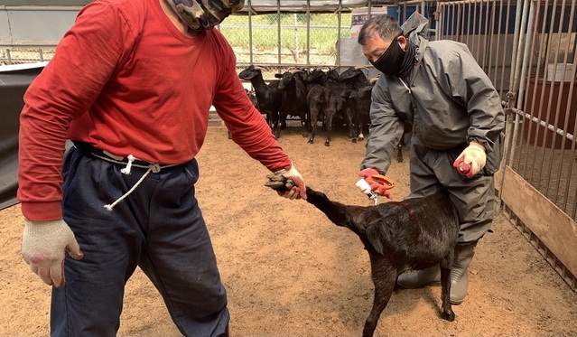 ▲ 백신접종 모습.ⓒ세종시