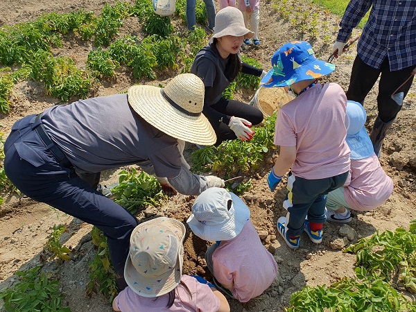 ▲ 대전시는 지난 16일 복용동 공영도시농업농장에서 어린이집 아이들 40여명이 텃밭 농장 체험행사를 통해 감자를 수확해 기부했다.ⓒ대전시