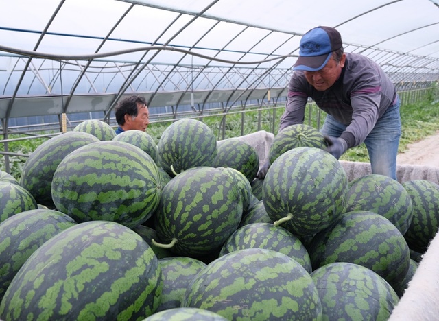 ▲ 충북 영동군 양산수박이 본격 출하를 시작했다.ⓒ영동군