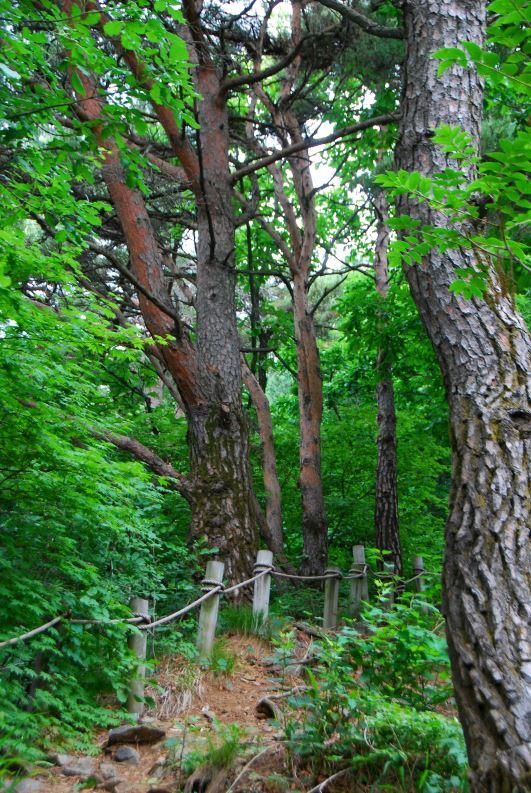 ▲ 밋밋한 산행을 달래주는 아름드리 노송.ⓒ진경수 山 애호가