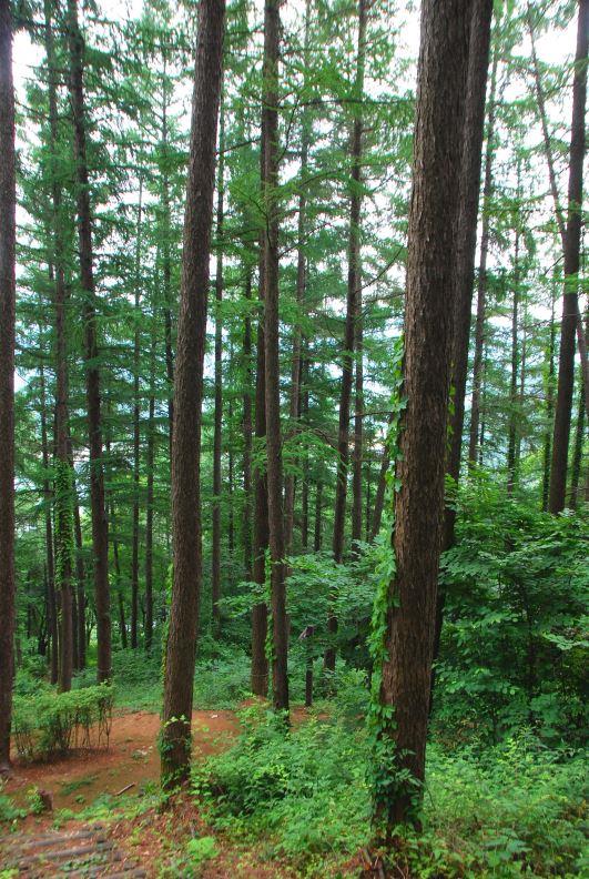 ▲ 계명산 자연휴양림 경계에 있는 낙엽송 군락지.ⓒ진경수 山 애호가