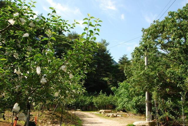 ▲ 등산로 초입부에서 통과한 과수원 길.ⓒ진경수 山 애호가