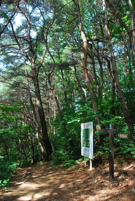 ▲ 피톤치드가 쏟아져 나오는 소나무 숲길.ⓒ진경수 山 애호가