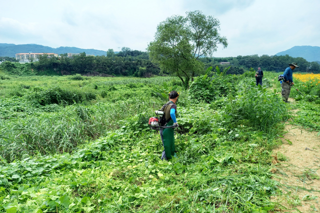 ▲ 청송군(군수 윤경희)은 지역 내 낙동강 지류 주변에 번식하고 있는 생태계교란생물인 가시박 퇴치사업을 본격 추진에 나선다.ⓒ청송군