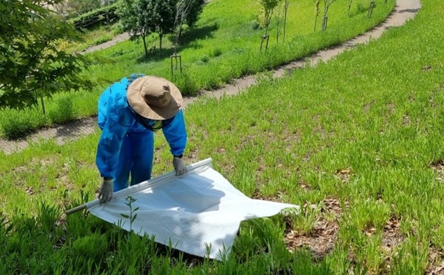 ▲ 충북보건환경연구원이 진드기를 채집하는 장면.ⓒ충북도