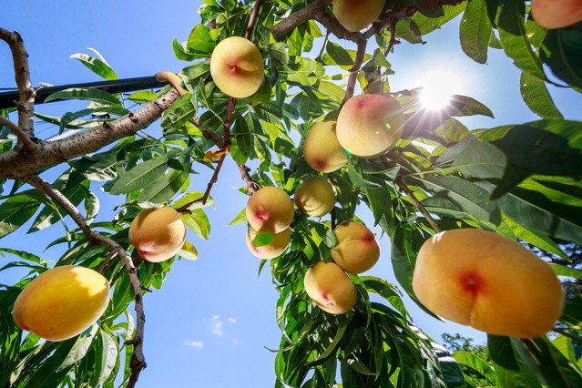▲ 예천군(군수 김학동)의 대표 농산물 중 하나로 여름의 시작을 알리는 ‘예천 참복숭아’가 본격 출하됐다.ⓒ예천군