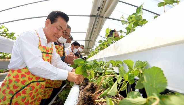 ▲ 백성현 논산시장이 단동형 계단재배 실증 연구 현장에서 딸기 모종을 심고 있다.ⓒ논산시
