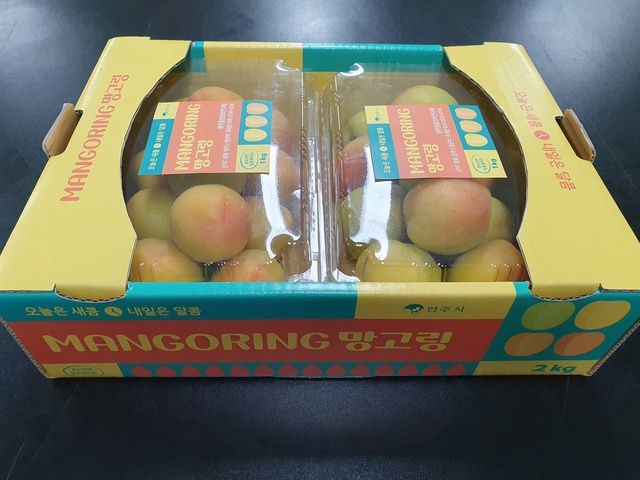 ▲ 경북 영주시가 신소득과수로 중점 육성 중인 플럼코트에 ‘망고링’, ‘망고자두영주’ 라는 브랜드를 개발하고 본격적인 명품 브랜드화에 나섰다.ⓒ영주시