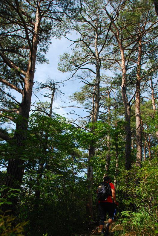 ▲ 울창한 송림 구간.ⓒ진경수 山 애호가