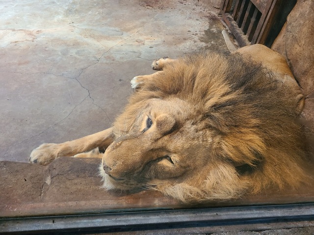 ▲ 5일 청주동물원으로 이송된 갈비 사자 바람이.ⓒ청주동물원