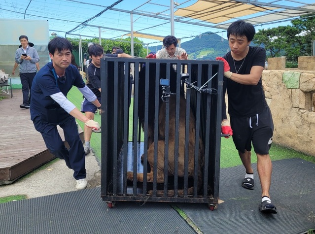 ▲ 청주동물원 직원들이 바람이를 이송하고 있다.ⓒ청주동물원