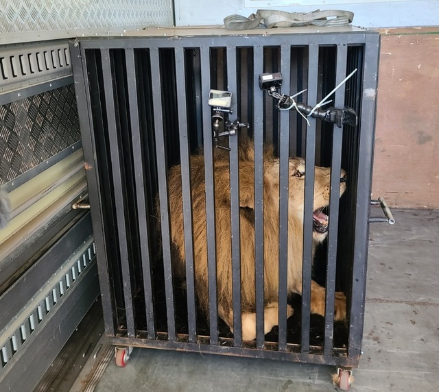 ▲ 5일부터 청주동물원에서 생활을 시작한 바람이. 청주동물원 에 도착한 모습.ⓒ청주동물원