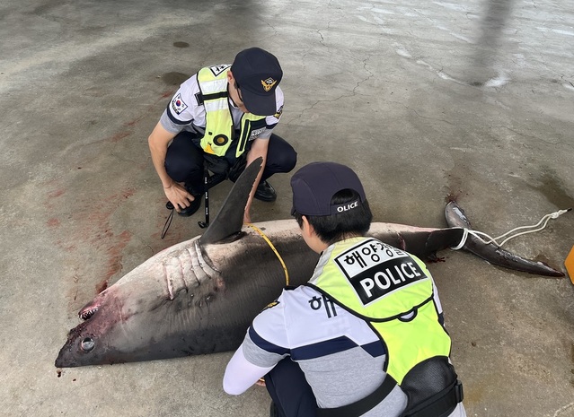 ▲ 동해해양경찰서 경찰관들이 6일 삼척시 임원항 동방 약 3.7㎞ 해상에서 잡힌 백상아리를 살펴보고 있다.ⓒ동해해양경찰서