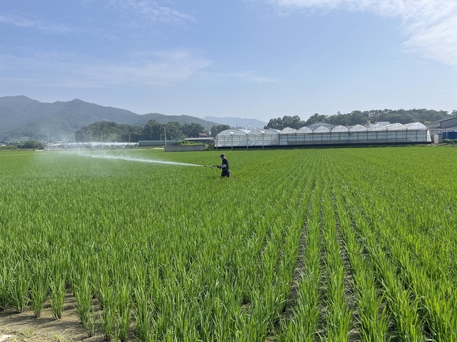 ▲ 구미시농업기술센터는 6월 하순부터 많은 비가 내리면서 벼 재배지에 도열병이 확산돼 사전 예방을 위해 조기 방제에 나설 것을 당부했다.ⓒ구미시