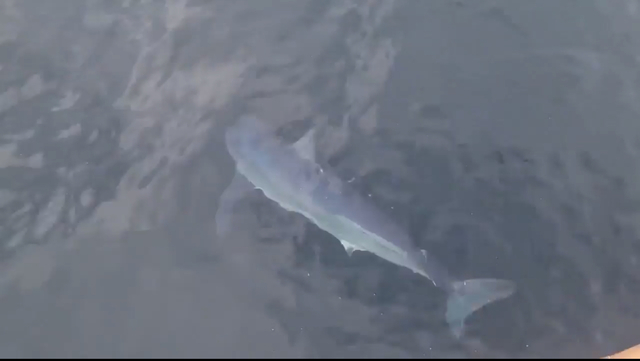 ▲ 동해해경이 지난 7일 삼척시 광진항 동방 약 1.2㎞ 해상에서 삼척파출소 연안 구조정이 해상순찰 중 상어 1마리를 발견했다. 촬영된 상어.ⓒ동해해경