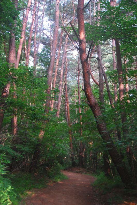 ▲ 하늘재 고갯길.ⓒ진경수 山 애호가