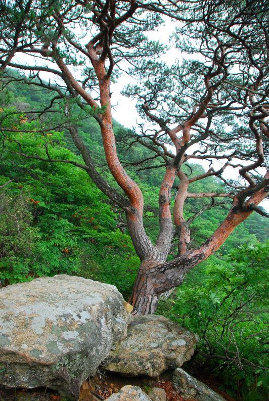 ▲ 암릉을 오르면서 만난 금강송.ⓒ진경수 山 애호가