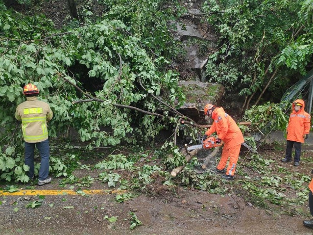 ▲ 강원소방본부 119구급대원들이 도로에서 쓰러지 나무를 제거하고 있다.ⓒ강원소방본부