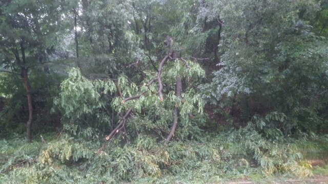 ▲ 강한 바람과 폭우로 연서면 쌍류리에 나무가 쓰려져 있다.ⓒ세종시