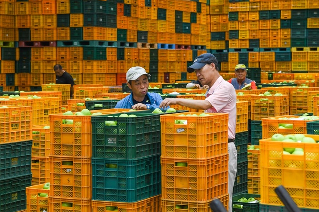 ▲ 전국 최대 사과생산지 경북 영주에서 ‘여름사과 아오리(정식명칭 쓰가루)’가 본격 출하를 시작했다.ⓒ영주시
