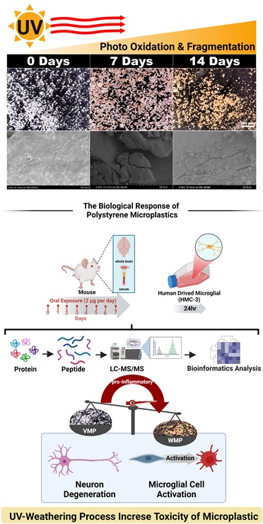 ▲ 2차 미세플라스틱의 물리화학적 변화 및 뇌의 염증반응 변화 모식도.ⓒDGIST