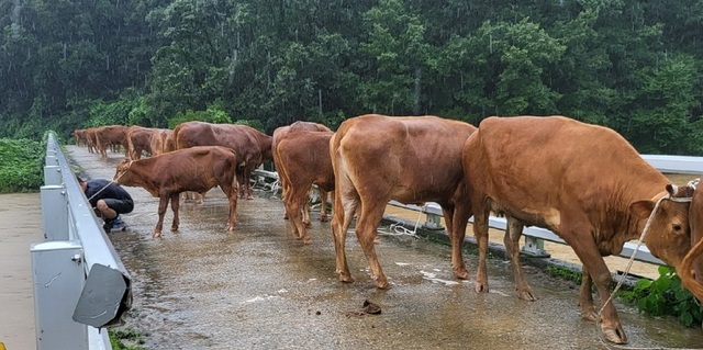 ▲ 집주호우로 축사를 탈출한 소들.ⓒ공주시