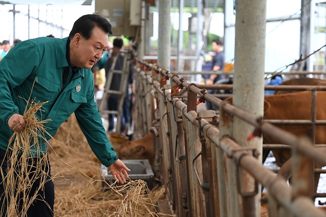 ▲ 집중호우 피해 현장 방문에 나선 윤석열 대통령이 지난 18일 충남 공주시 탄천면 한우 축산농가를 찾아 소에게 여물을 주고 있다.ⓒ대통령실 제공