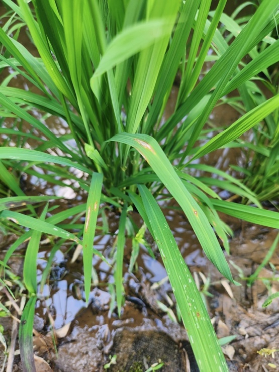 ▲ 성주군 농업기술센터는 7월 지속된 장마로 인한 농작물 피해를 최소화하기 위해 벼 도열병 등 병해충에 대해 적기 방제를 당부하고  현장기술 지원에 나선다.ⓒ성주군
