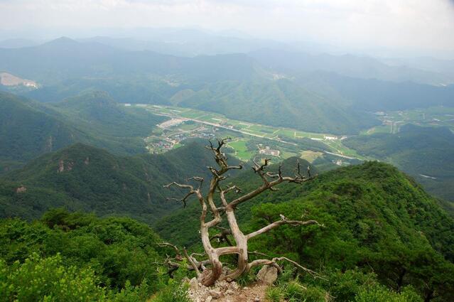 ▲ 구병산 고스락을 지키는 부부 고사목.ⓒ진경수 山 애호가