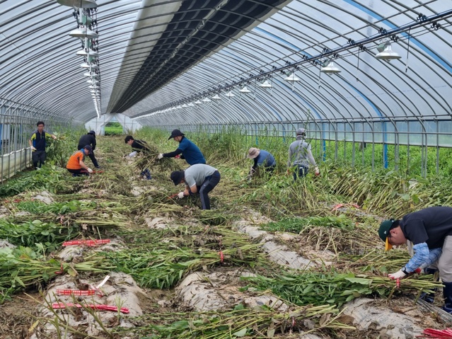▲ 경산시 공무원들은 지역주민들과 함께 침수됐던 농경지의 침수 부유물 및 토사를 제거하고, 하우스 내 농작물을 복구·정리하는 등 적극적으로 재해복구 지원에 힘을 보탰다.ⓒ경산시