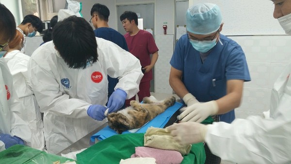 ▲ 서울 용산구 고양이 보호소에서 고양이 2마리가 고병원성 조류인플루엔자(H5N1형)가 확진됨에 따라 충청권 지자체 등이 동물보호시설에 대한 방역을 강화하고 있다. 사진은 길고양이 중성화 수술 장면.ⓒ대전시