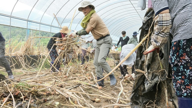 ▲ 27일에는 조현일 경산시장을 비롯한 직원, 경산시 자율방재단, 목련회 회원 등 80여 명이 예천군 지보면 등에 소재한 피해 농가를 직접 찾아 재해 복구작업을 펼쳤다. 사진은 조현일 시장이 복구작업에 직접 나선 모습.ⓒ경산시