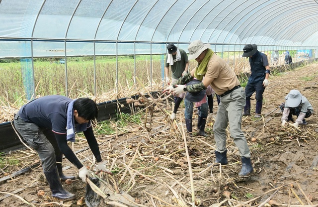 ▲ 경산시 직원과 봉사단체는 농작물 피해복구, 토사물 제거 등 복구 활동에 연일 구슬땀을 흘렸다.ⓒ경산시