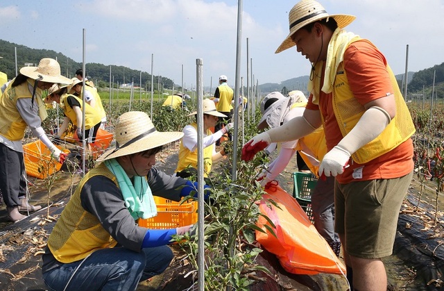 ▲ 국립공주대학교와 서울시립대가 28일 공주 소학동 고추 농가를 찾아 수해복구 자원봉사를 하고 있다.ⓒ공주대