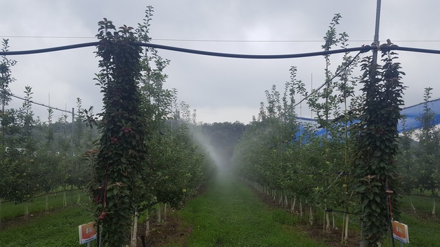 ▲ 영주시농업기술센터는 장마가 끝나고 본격적인 폭염이 시작됨에 따라 농작물에 발생할 수 있는 고온 피해와 농업인 안전사고 예방에 신경 써 줄 것을 당부했다.ⓒ영주시