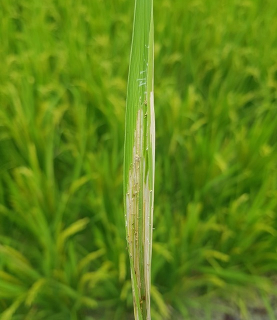 ▲ 성주군 농업기술센터는 예찰결과 혹명나방 발생이 많아지고 있어 신속한 방제를 당부했다.ⓒ성주군