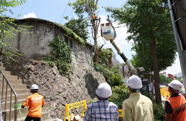 ▲ 대전 동구가 3일부터 이틀간 아보리스트(수목 관리사)를 보유한 전문업체를 섭외해 소제동 인도변과 용운동 용수골 약수터 일원 위험 수목 제거작업을 시행한다.ⓒ동구