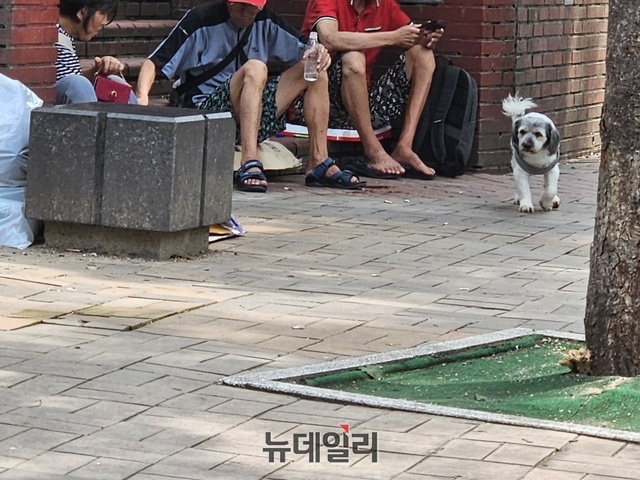 ▲ 동자동 인근 공원에서 주민들이 강아지와 함께 더위를 피하고 있다. ⓒ배정현 인턴기자