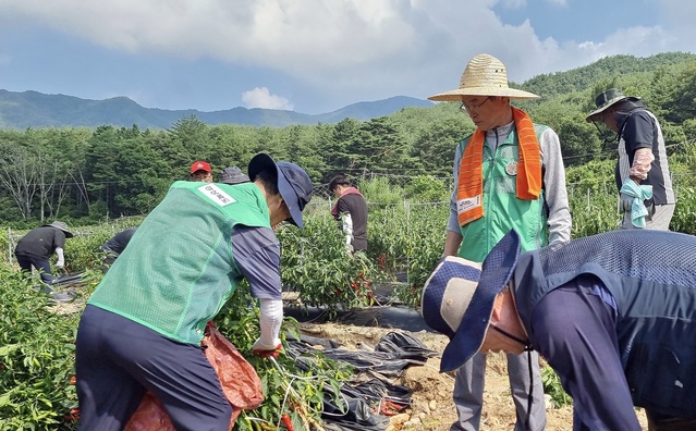 ▲ 이철우 도지사를 비롯해 도청 간부공무원 80여 명은 문경 산북면 수해 현장에서 오미자 밭에 밀려들어온 토사를 제거하고 쓰레기를 치우는 등 수해 복구에 힘을 보탰다.ⓒ경북도
