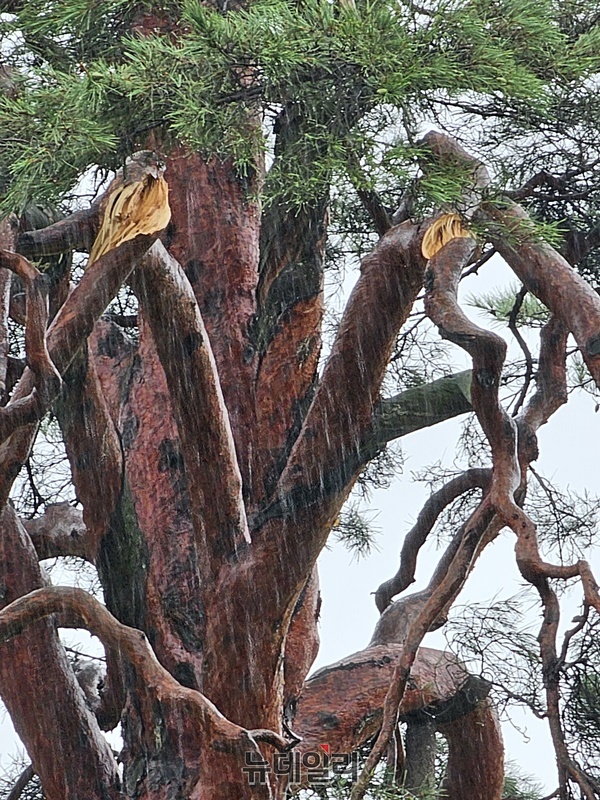 ▲ 10일 제6호 태풍 ‘카눈’이 지나기도 전에 충북 보은군 속리산면 상판리 17-3 정이품송(천연기념물 제103호) 2개의 가지가 강풍에 또 부러졌다.ⓒ김정원 기자