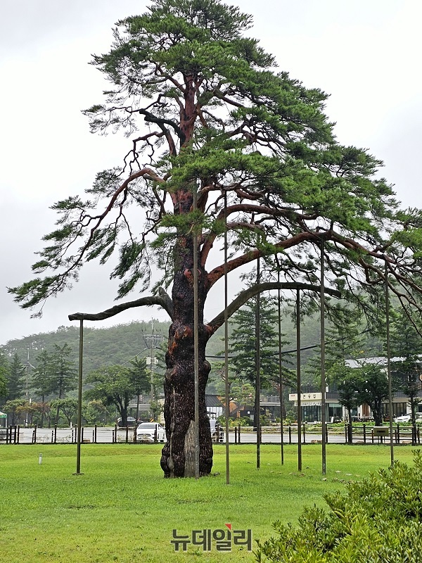 ▲ 대우대칭이 완전히 깨진 충북 보은군 속리산 정이품송.ⓒ김정원 기자