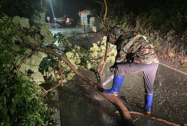 ▲ 도로에 나무가 쓰러져 복구 작업을 하고 있다.ⓒ세종시