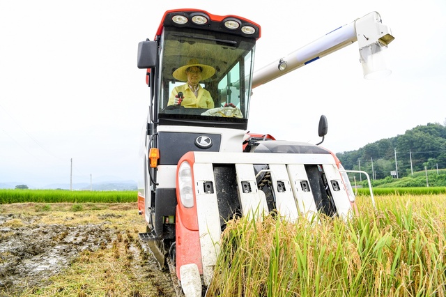 ▲ 박남서 영주시장이 콤바인 운전을 하고 있다.ⓒ영주시
