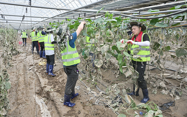 ▲ 대구시 공무원들이 8월 12일 태풍 피해가 가장 집중된 효령면으로 태풍 피해 복구 및 침수 피해지역 주변 정리에 나섰다.ⓒ대구시