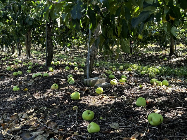 ▲ 이번 태풍으로 인한 도내 사과 피해 면적은 11일 현재 기준 375ha(낙과 352, 침수 23)로 집계됐다.ⓒ경북도