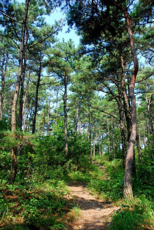 ▲ 등산로 초입부터 이어지는 울창한 해송 숲.ⓒ진경수 山 애호가