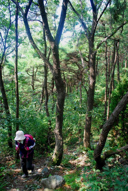 ▲ 3호 쉼터에서 4호 쉼터로 오르는 길.ⓒ진경수 山 애호가