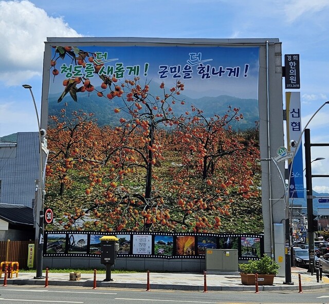 ▲ 청도군(군수 김하수) 청도읍은 다가오는 가을을 맞아 청도의 자랑거리를 알리기 위해 청도삼거리에 대형 현수막을 내걸었다.ⓒ청도군